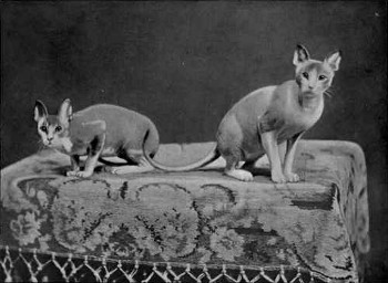 Pierwsze koty meksykańskie bezwłose (rok 1902).