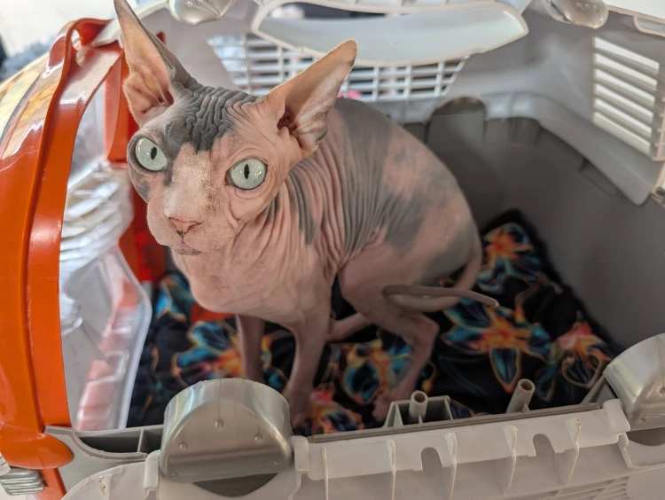 materac do transportera  1.jpg