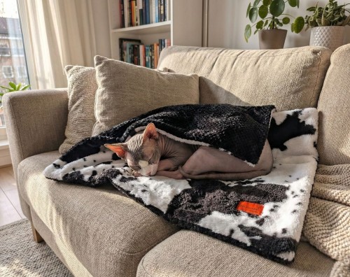 kocyk dla kota, pieska.jpg